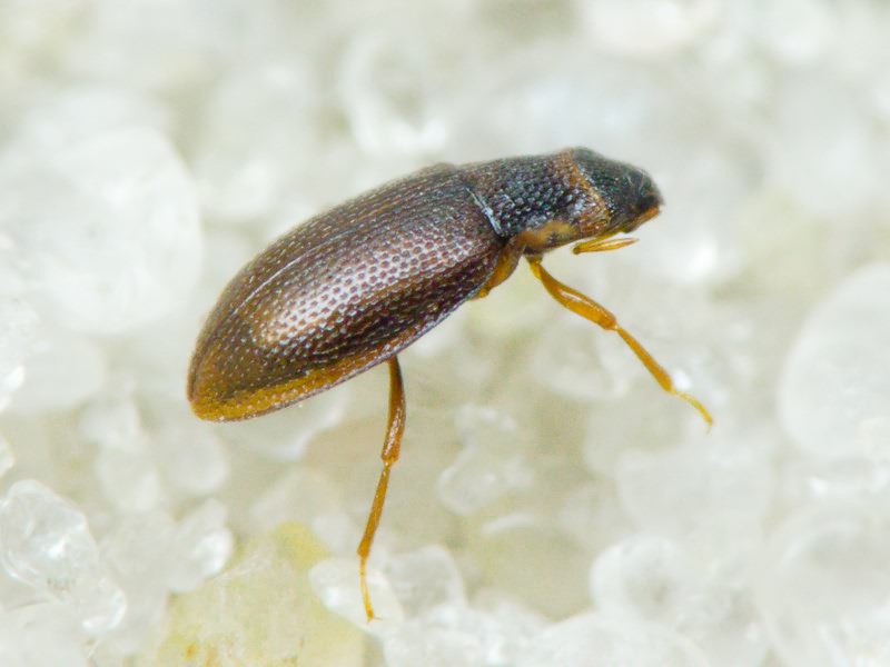 Hydraenidae Mulsant, 1844